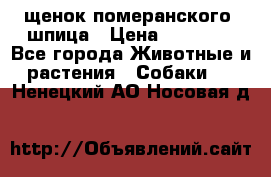 щенок померанского  шпица › Цена ­ 50 000 - Все города Животные и растения » Собаки   . Ненецкий АО,Носовая д.